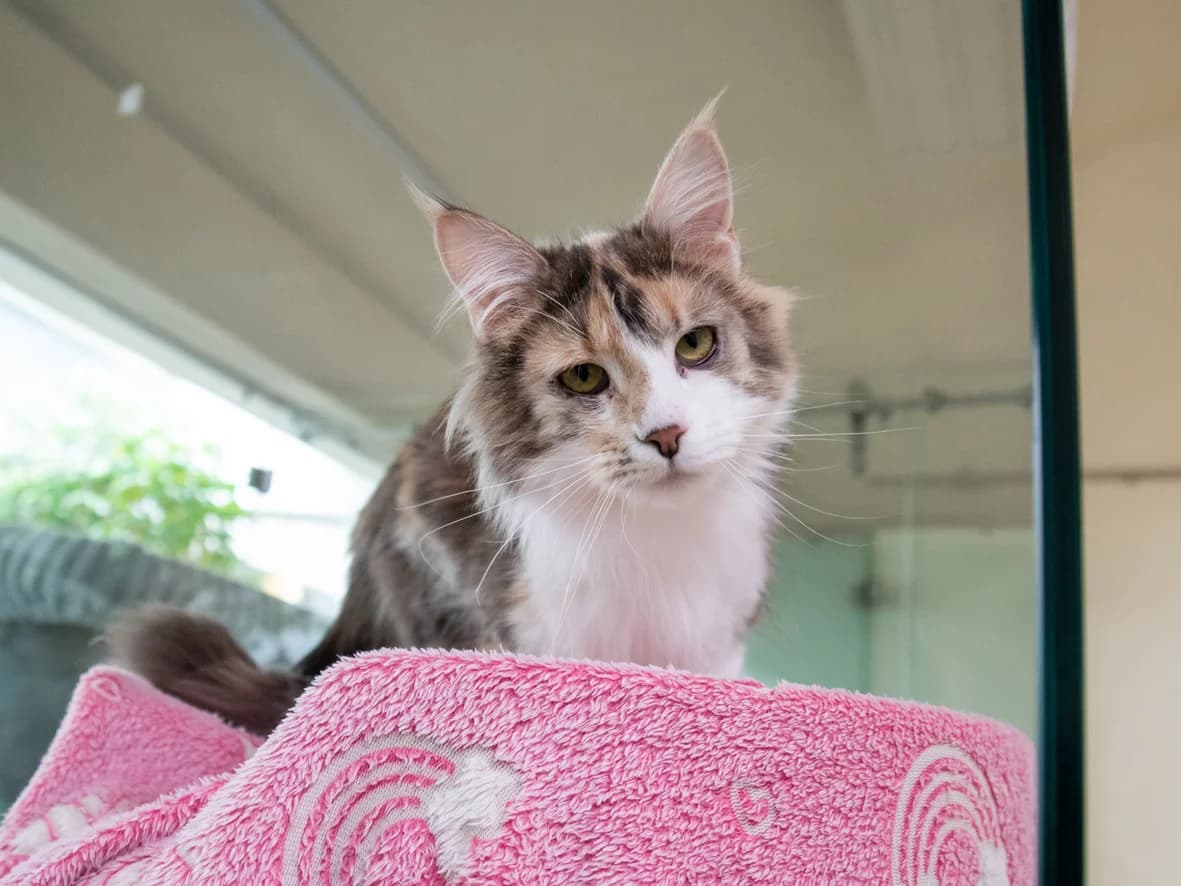 Ginny,  (Tierheim Nürnberg)