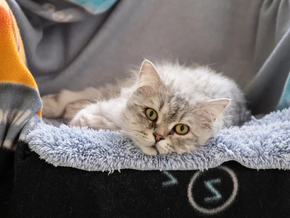 Lui, Persian (Tierheim Nürnberg)