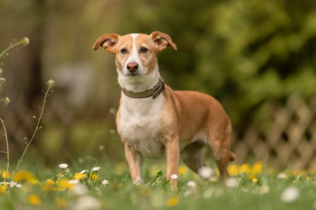Lisa, Mixed Breed (Tierheim Nürnberg)