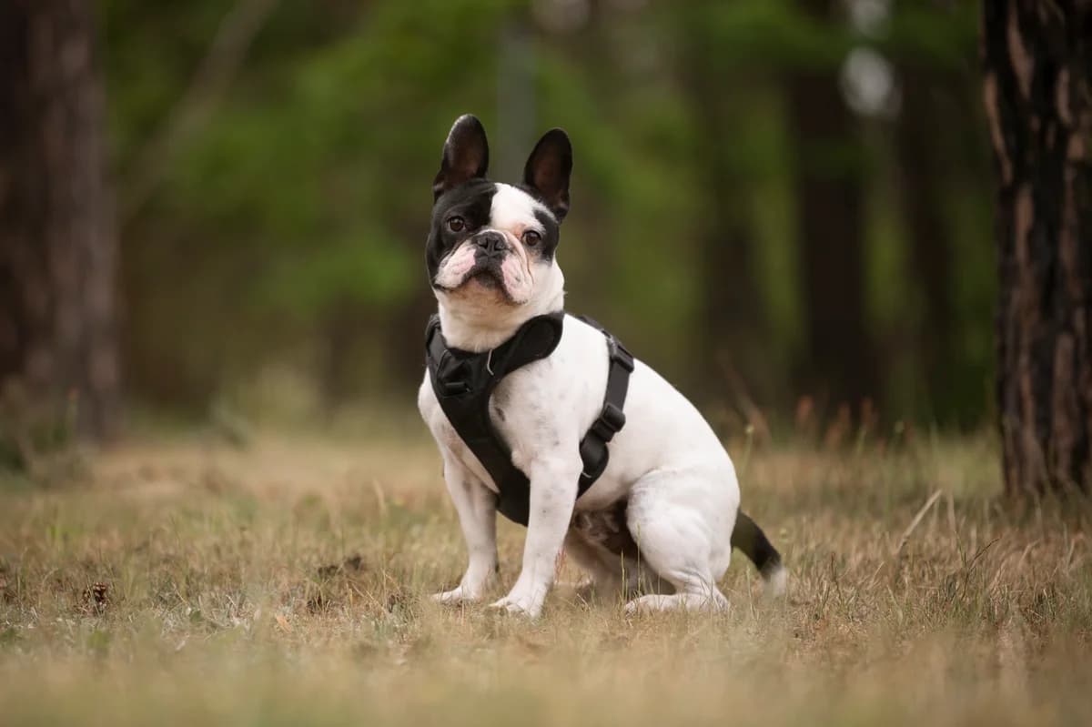 Rüdiger, male young English Bulldog for adoption at Tierheim Nürnberg, Nuremberg