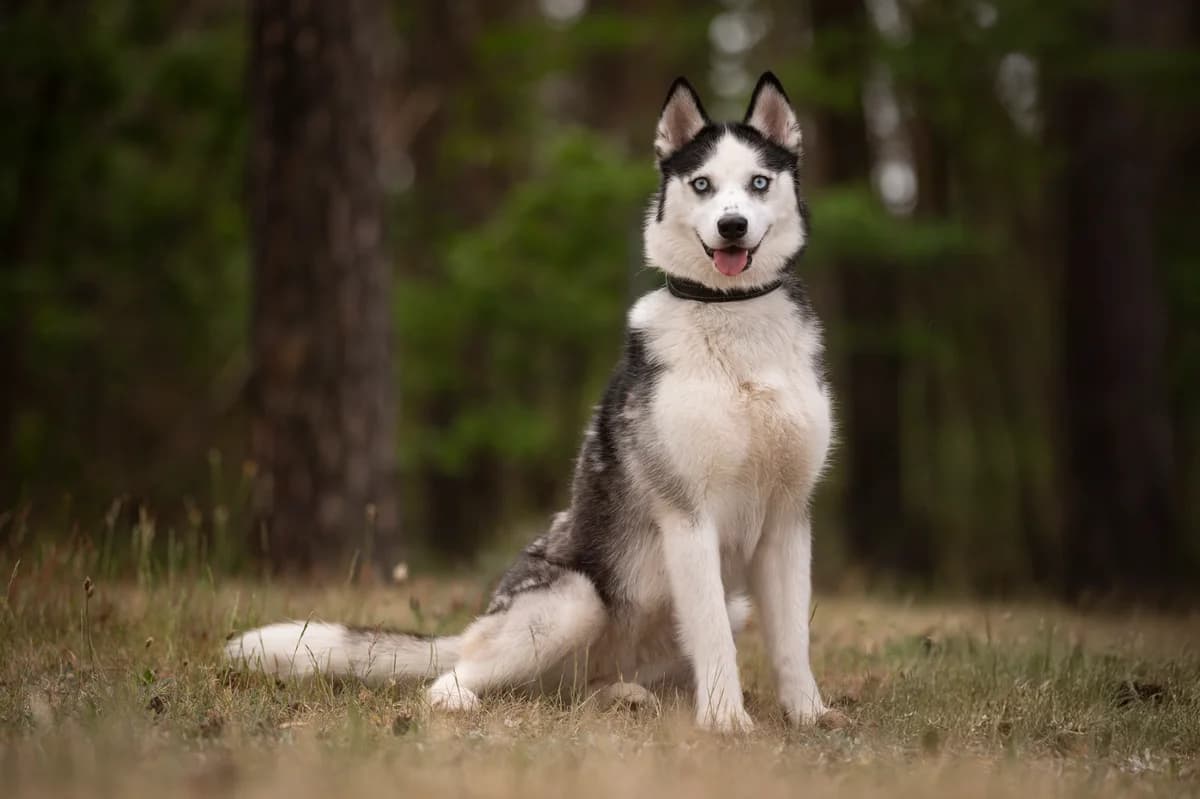 Zoe, female young Husky for adoption at Tierheim Nürnberg, Nuremberg