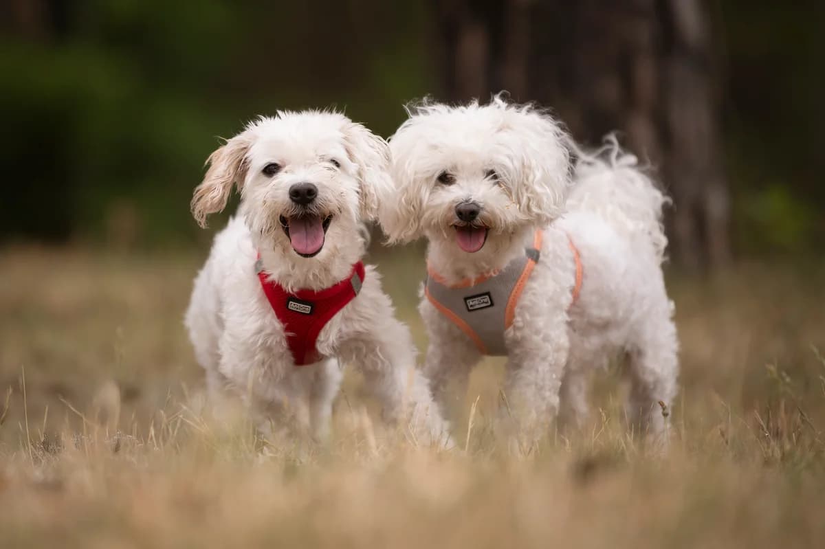 Marie und Batzi, female 3yo Bichon Frisé for adoption at Tierheim Nürnberg, Nuremberg