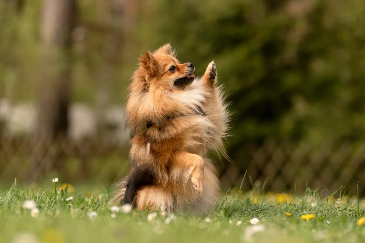 Ronja, female young mixed breed for adoption at Tierheim Nürnberg, Nuremberg