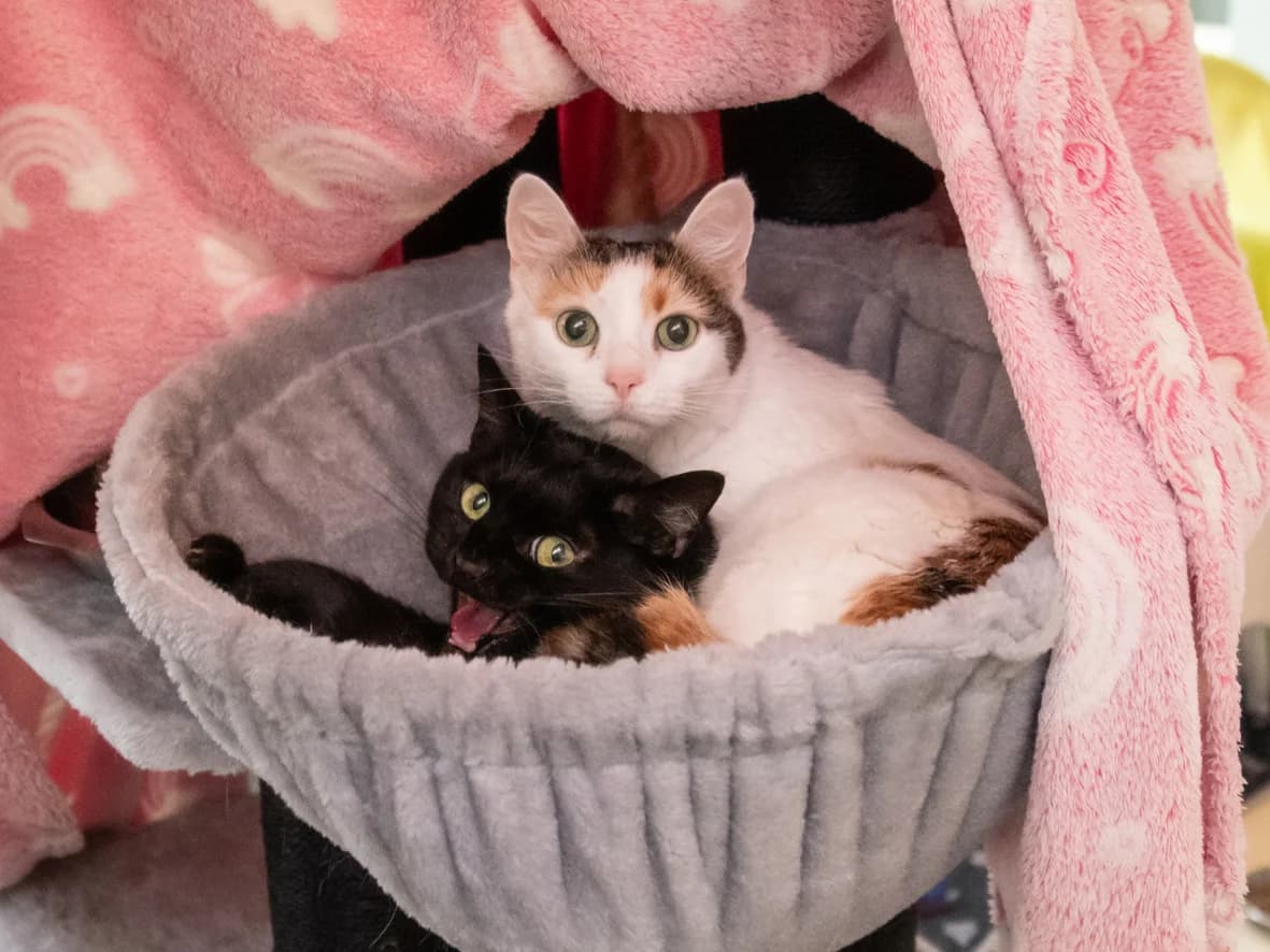 Cosmo und Luna, female young mixed breed for adoption at Tierheim Nürnberg, Nuremberg