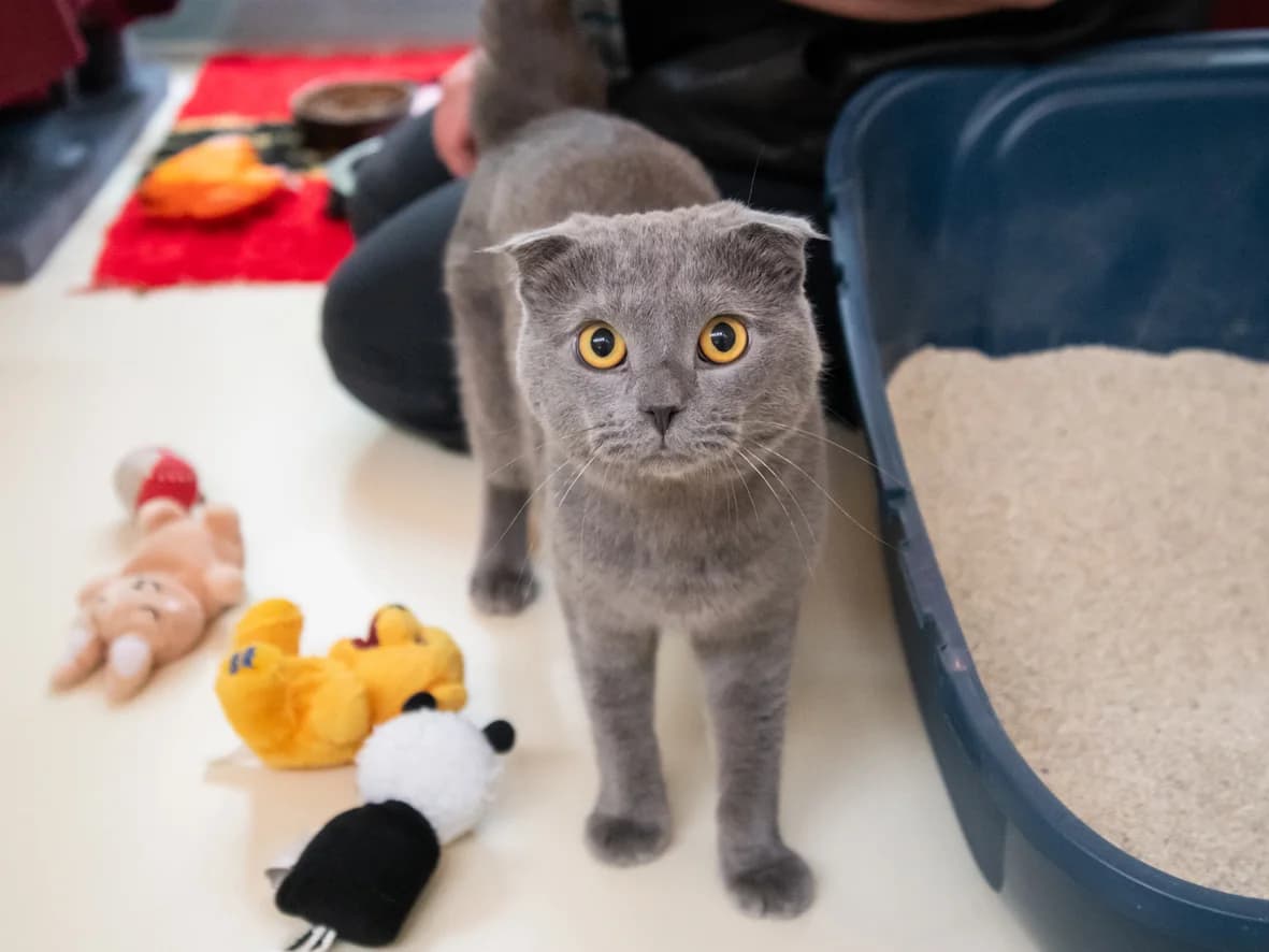 Otis,  young Scottish Fold for adoption at Tierheim Nürnberg, Nuremberg