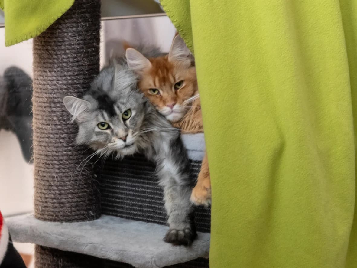 Pixel und Giorgia, female young Maine Coon for adoption at Tierheim Nürnberg, Nuremberg
