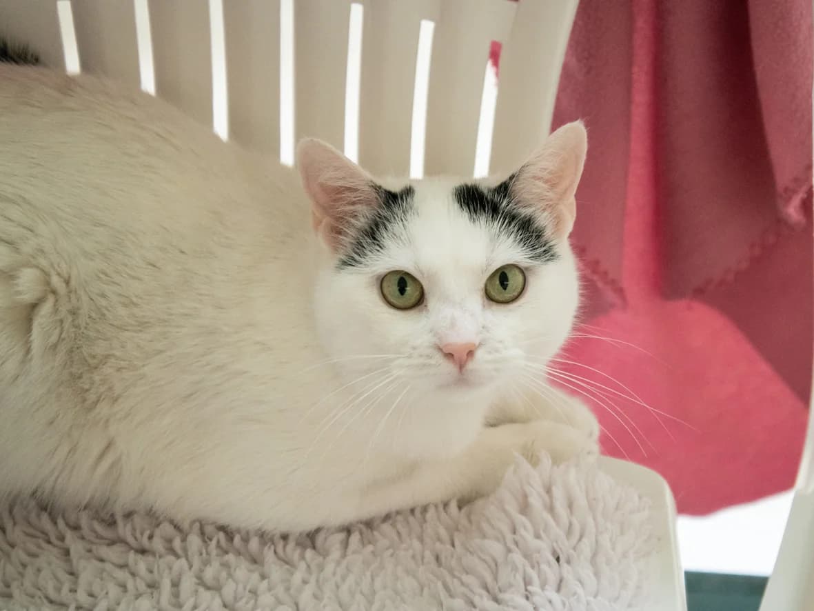 Vienna, female 5yo mixed breed for adoption at Tierheim Nürnberg, Nuremberg