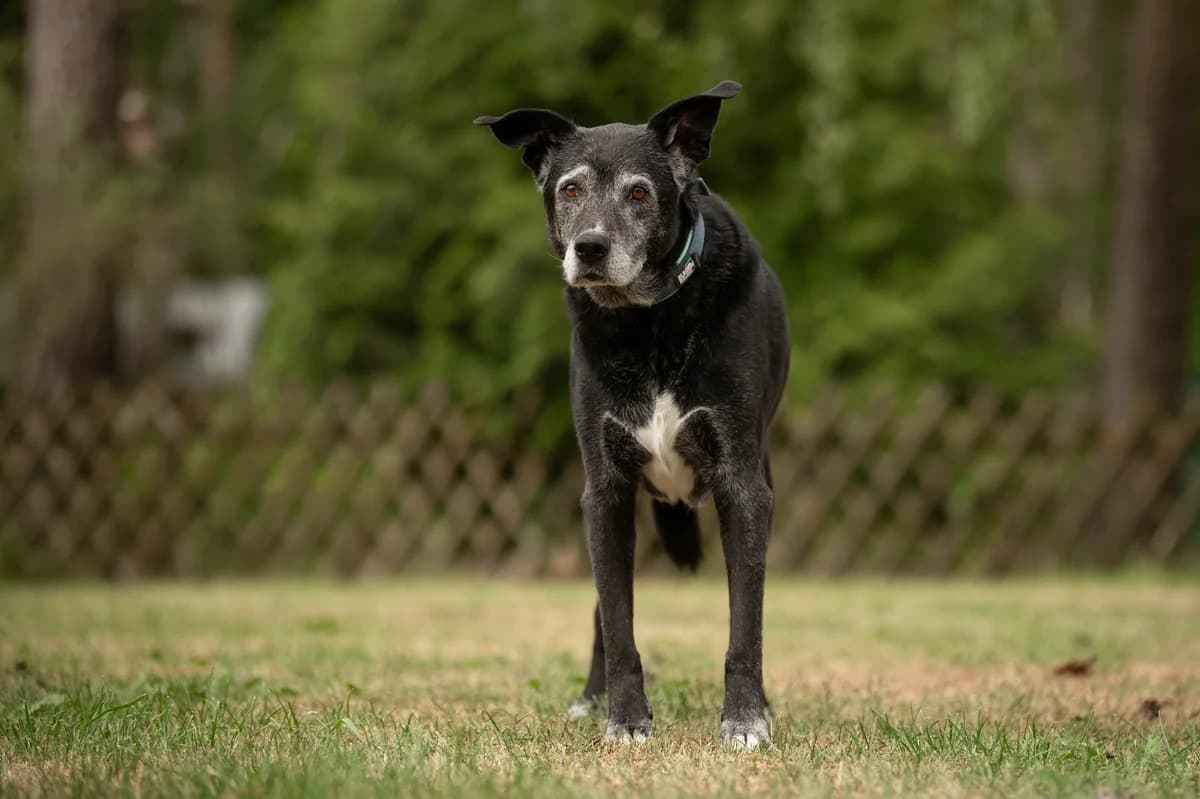 Blacky, male senior Labrador Retriever for adoption at Tierheim Nürnberg, Nuremberg