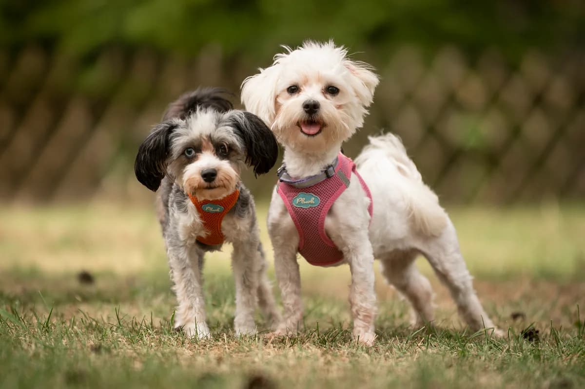 Hanni und Nanni, female young Mixed Breed for adoption at Tierheim Nürnberg, Nuremberg