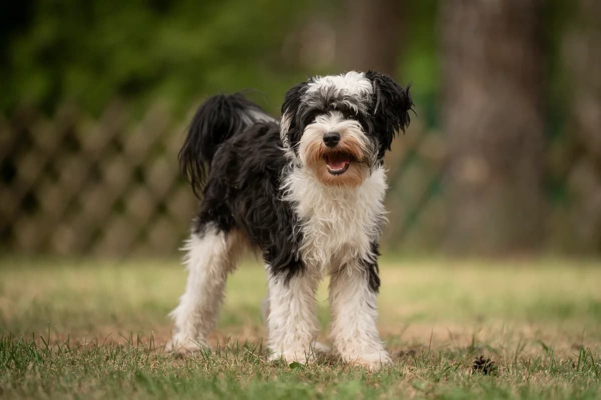 Tim, male 3yo Mixed Breed for adoption at Tierheim Nürnberg, Nuremberg