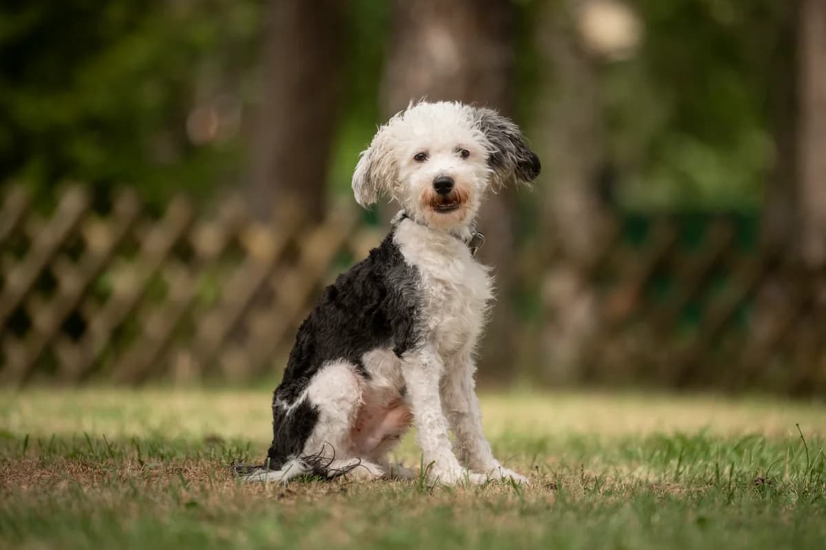 Struppi, male 3yo Mixed Breed for adoption at Tierheim Nürnberg, Nuremberg