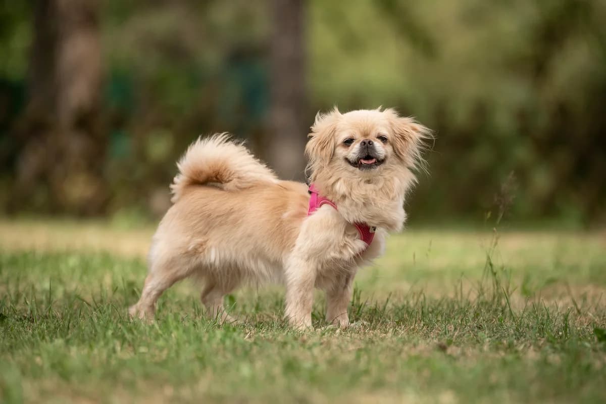 Leni, female 6yo mixed breed for adoption at Tierheim Nürnberg, Nuremberg