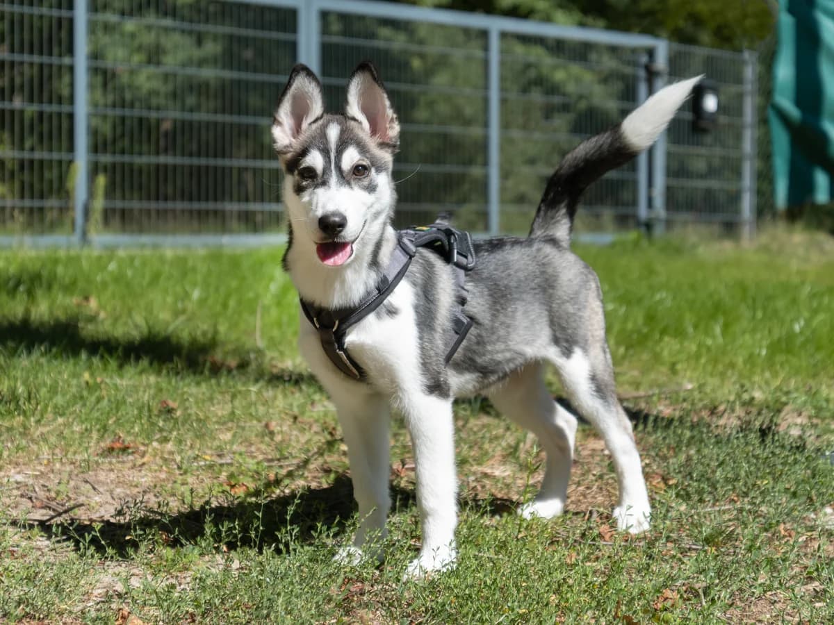Hailey, female puppy Husky for adoption at Tierheim Nürnberg, Nuremberg