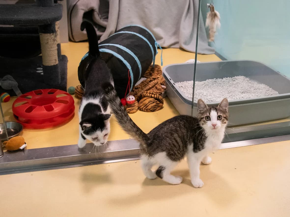 Tino und Henni, male puppy mixed breed for adoption at Tierheim Nürnberg, Nuremberg