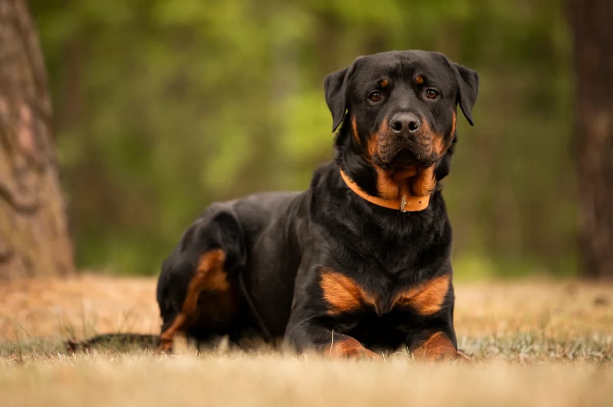 Chapo., male young Rottweiler for adoption at Tierheim Nürnberg, Nuremberg