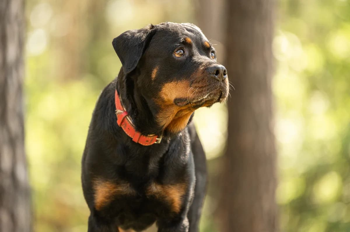Cara., female 7yo Rottweiler for adoption at Tierheim Nürnberg, Nuremberg