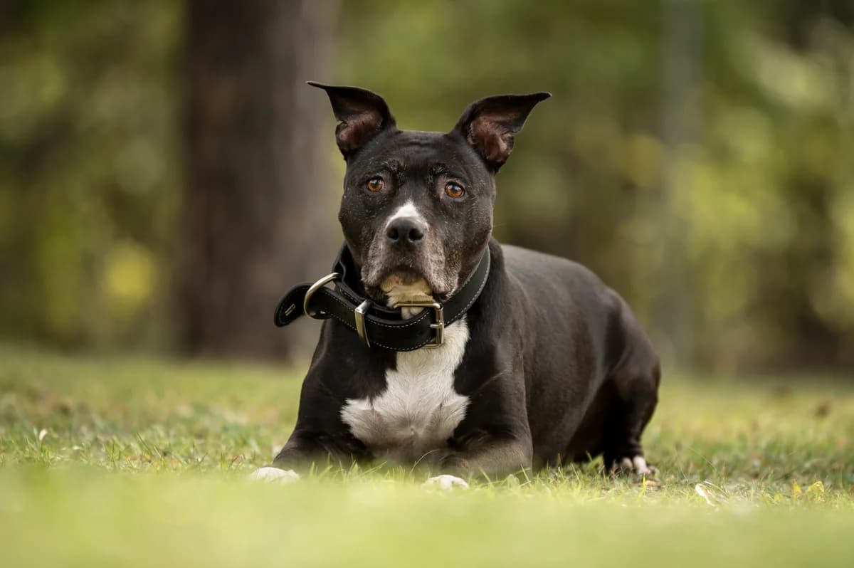 Polly., female senior Staffordshire Bull Terrier for adoption at Tierheim Nürnberg, Nuremberg