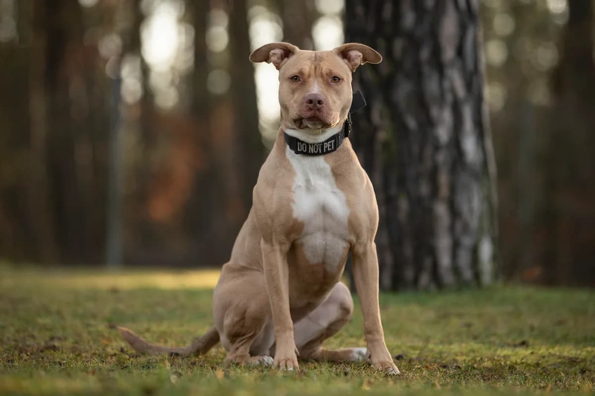 Sky., female 3yo Pit Bull Terrier for adoption at Tierheim Nürnberg, Nuremberg