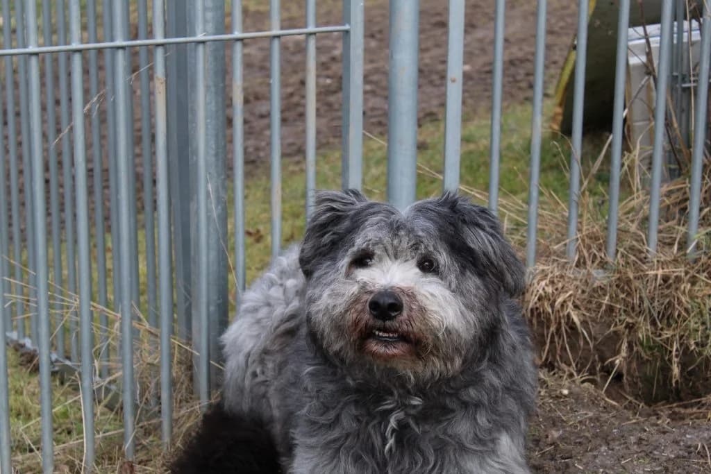 Barry, male 7yo Mixed Breed for adoption at Tierheim Oellschuetz
