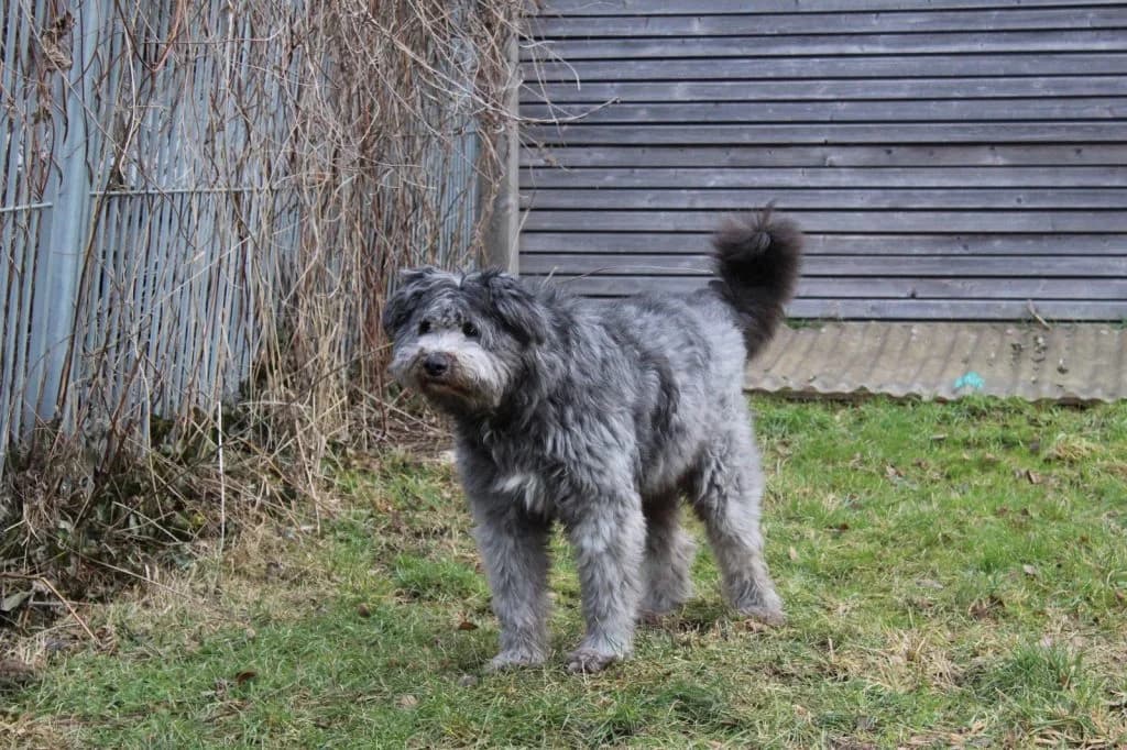 Barry, male Mixed Breed for adoption at Heim für Tiere Oellschütz — photo 2 of 2