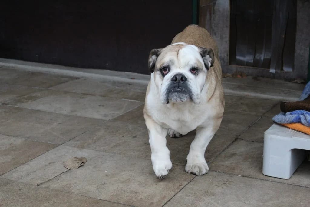Duke, male senior English Bulldog for adoption at Heim für Tiere Oellschütz