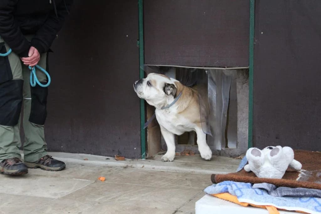 Duke, male English Bulldog for adoption at Heim für Tiere Oellschütz — photo 2 of 2
