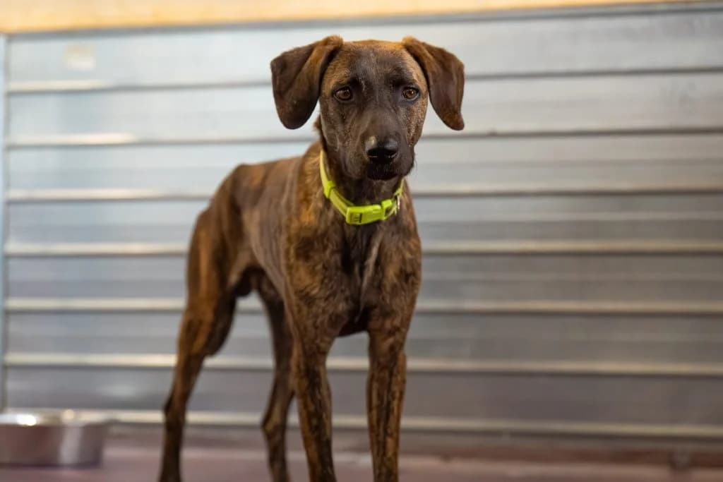 Jerry, male young Mixed Breed for adoption at Heim für Tiere Oellschütz