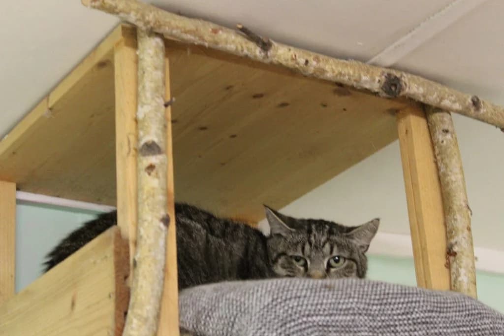 Mosby, male Mixed Breed for adoption at Heim für Tiere Oellschütz