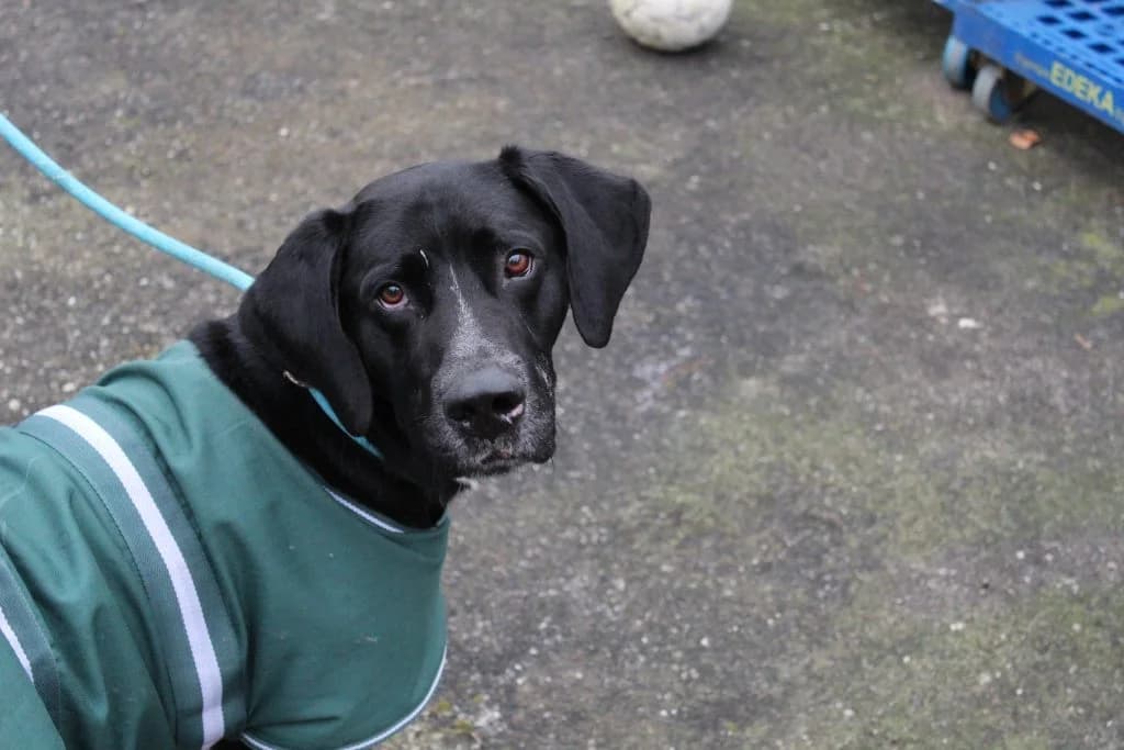 Percy, male 6yo Labrador Retriever for adoption at Heim für Tiere Oellschütz