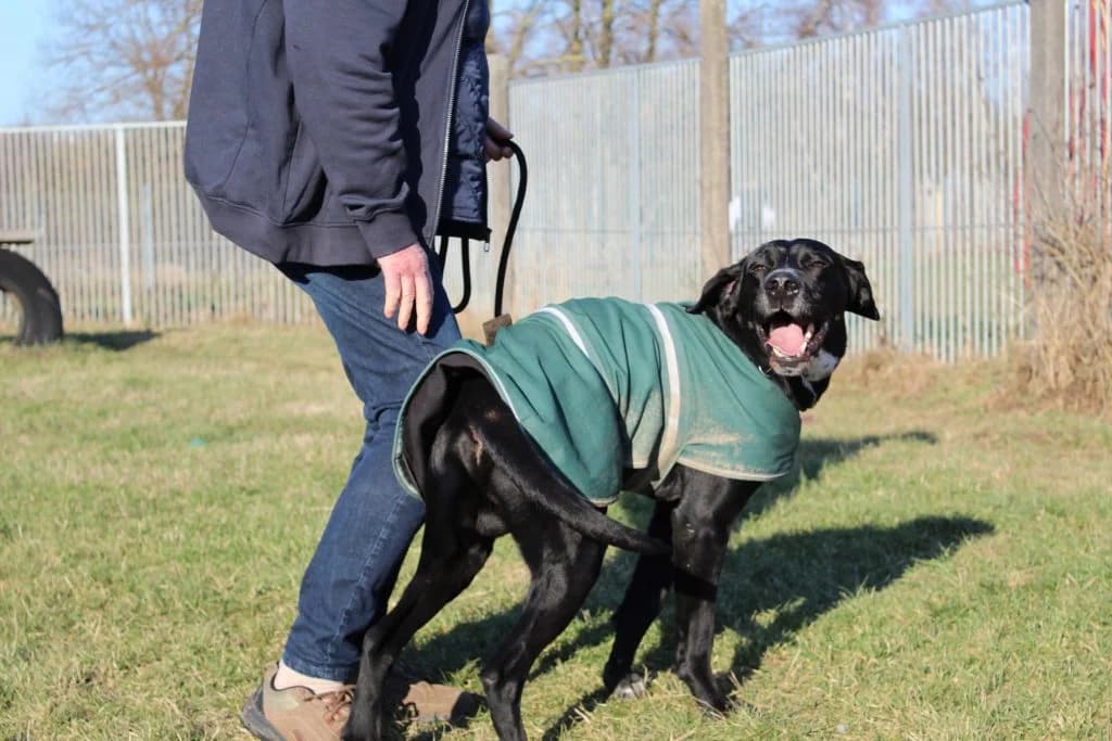 Percy, male Labrador Retriever for adoption at Heim für Tiere Oellschütz — photo 2 of 3