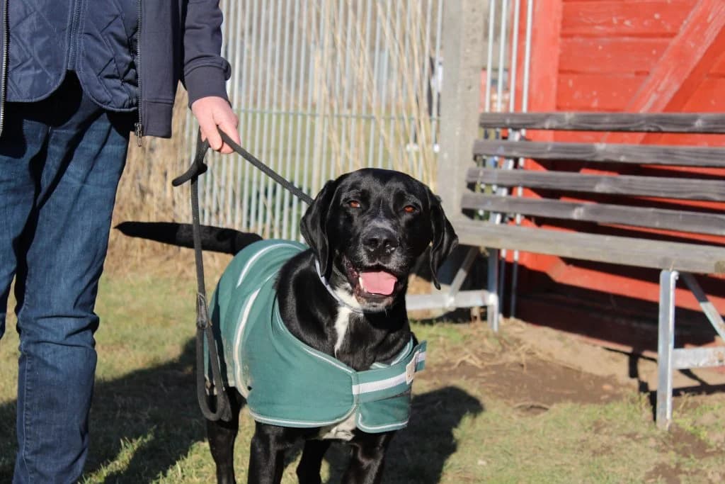Percy, male Labrador Retriever for adoption at Heim für Tiere Oellschütz — photo 3 of 3