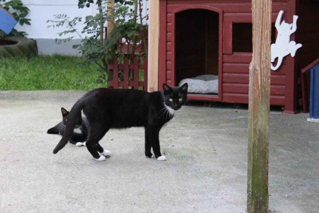 Pia, female Mixed Breed for adoption at Heim für Tiere Oellschütz
