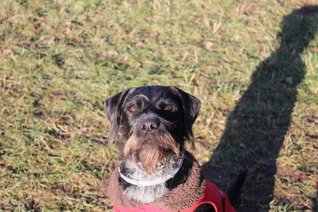 Roxy, female 3yo Mixed Breed for adoption at Tierheim Oellschuetz
