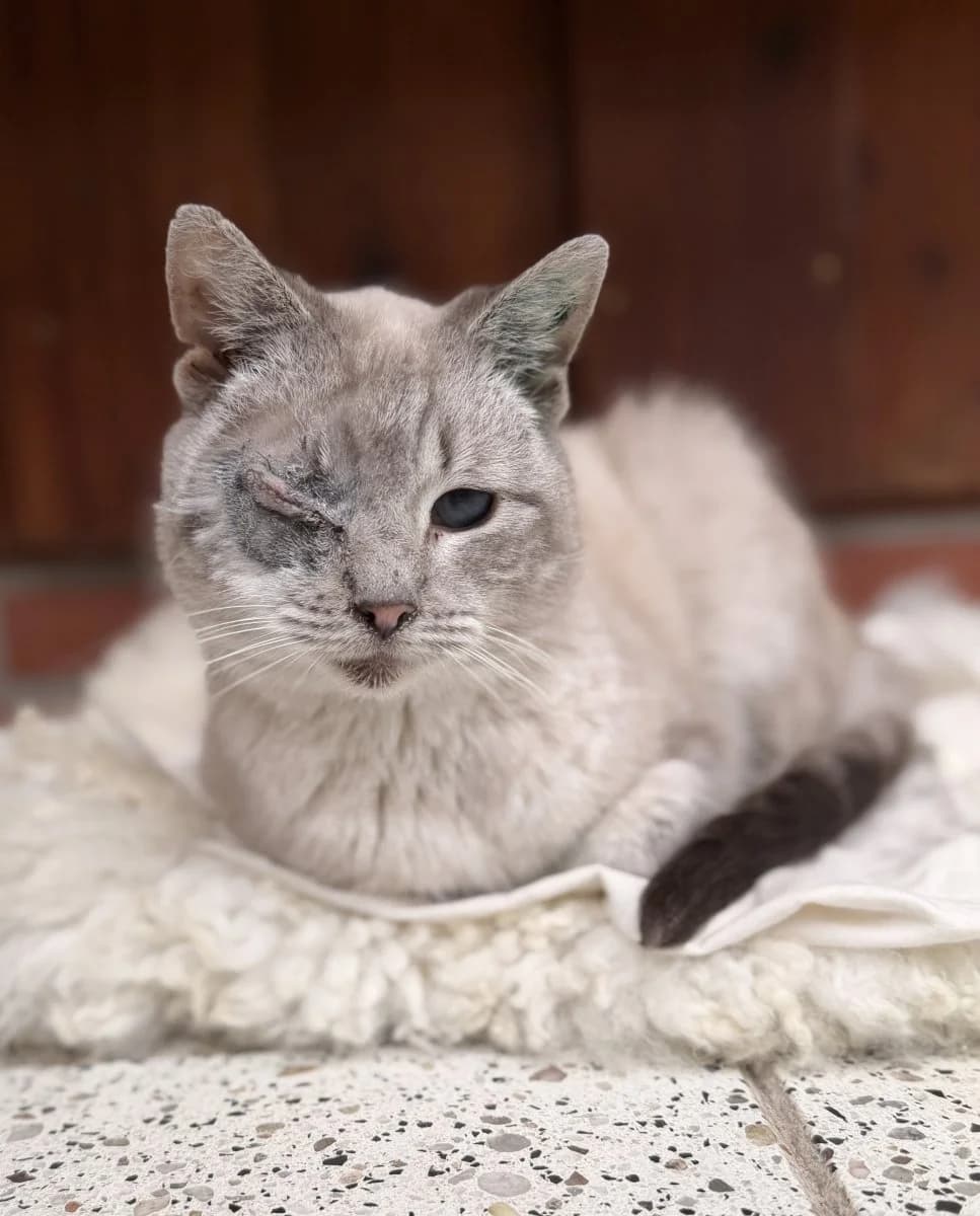 Unsere Zuckersüße Honigbande sucht, female senior mixed breed for adoption at Tierheim Oldenburg, Oldenburg