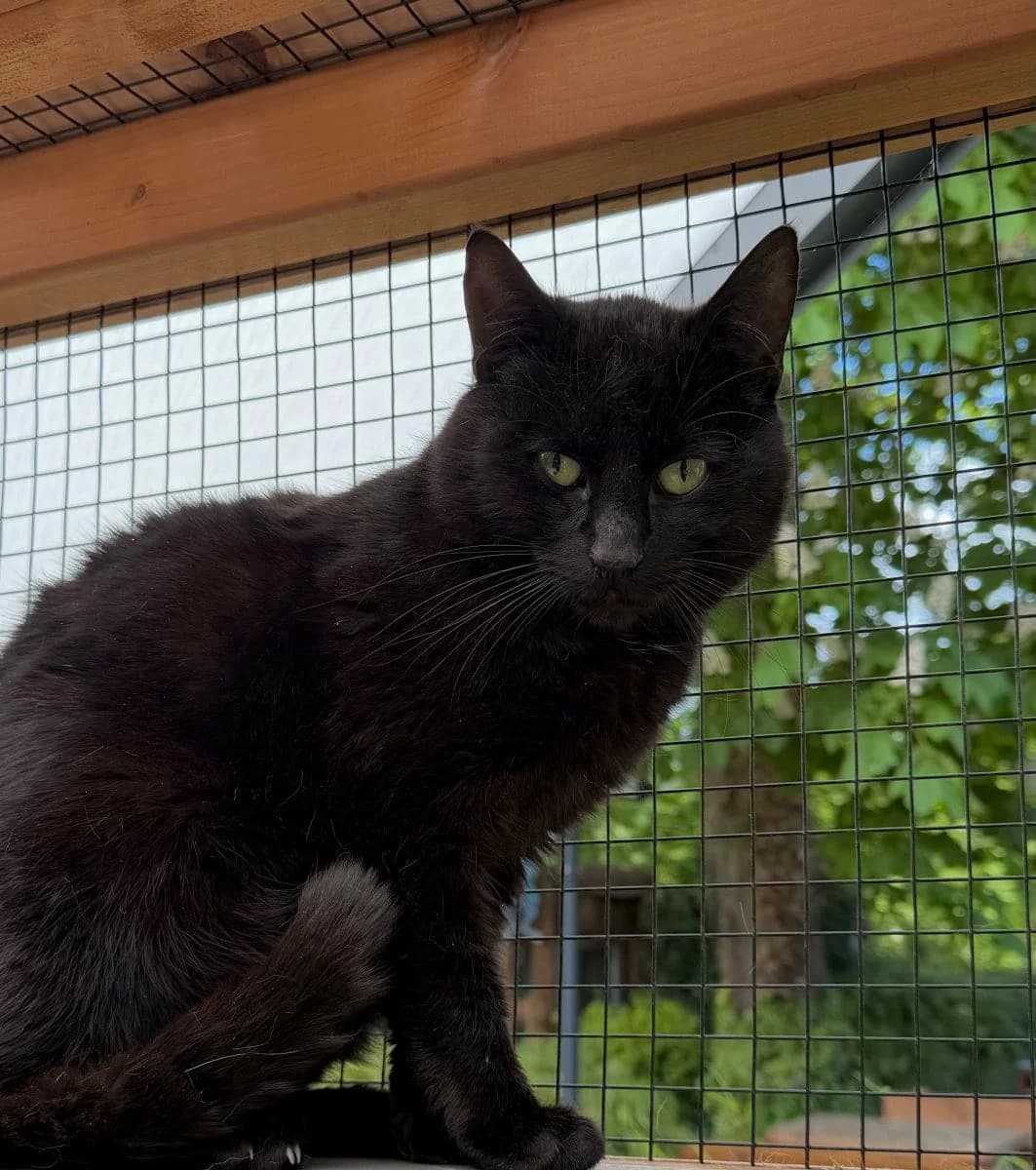 Bagira sucht ein neues ruhiges Zuhause, male young European Shorthair for adoption at Tierheim Oldenburg, Oldenburg