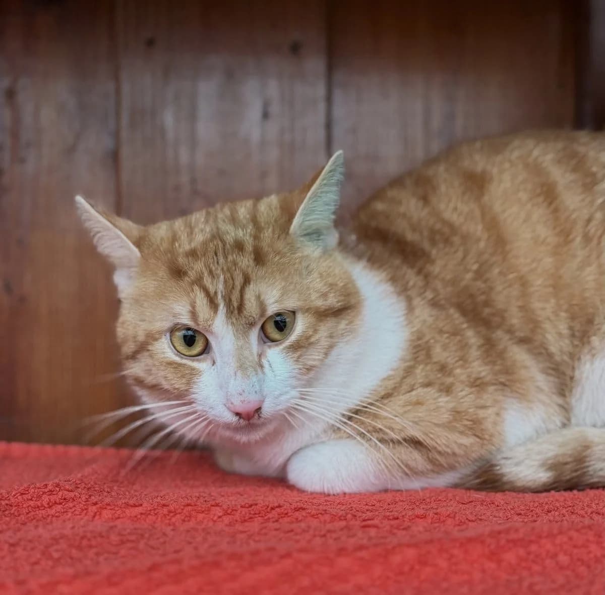 Biso sucht ein neues Für-immer-Zuhause ;), male 3yo European Shorthair for adoption at Tierheim Oldenburg, Oldenburg