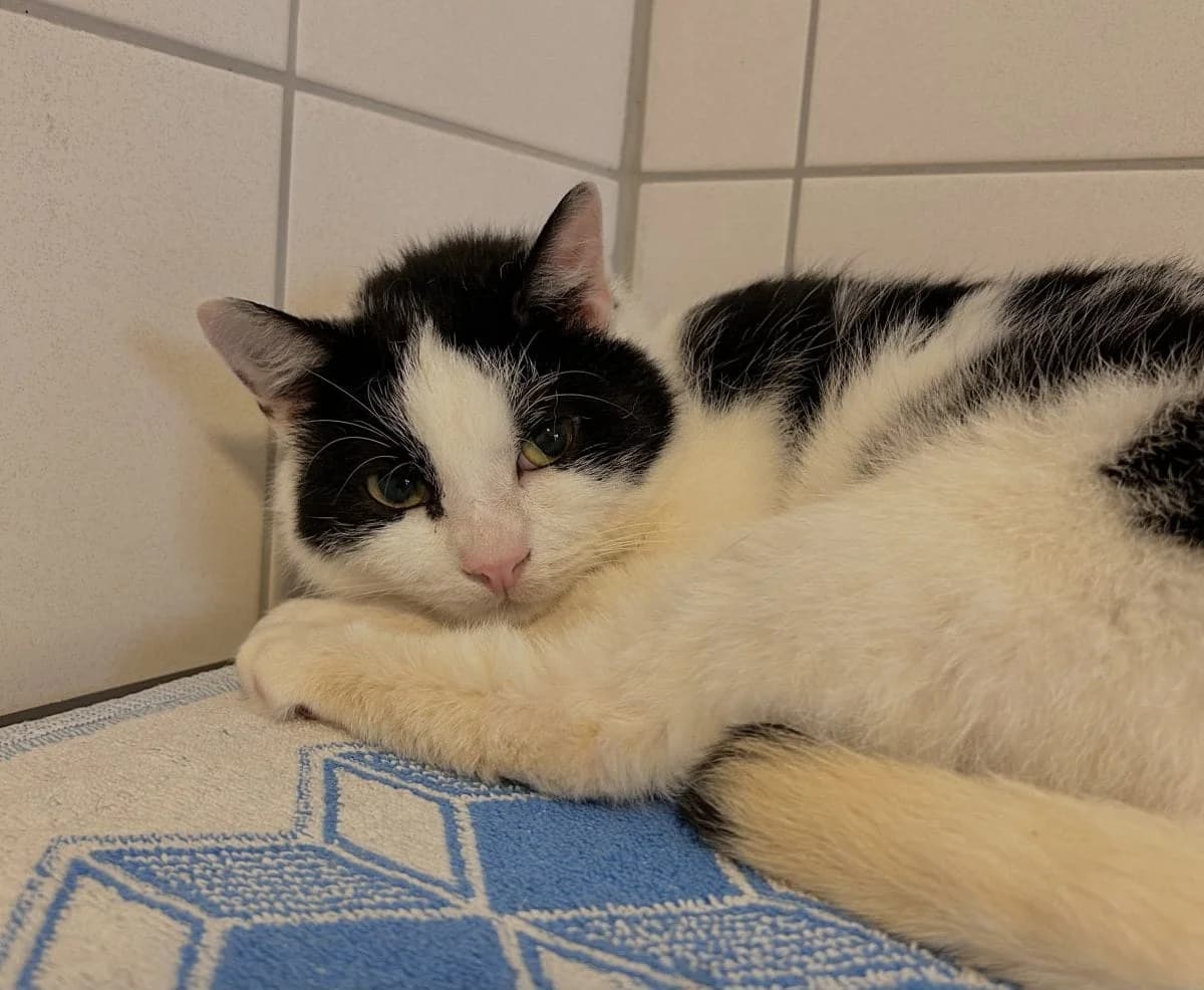 Bodowin sucht ein neues Zuhause, male 4yo European Shorthair for adoption at Tierheim Oldenburg, Oldenburg