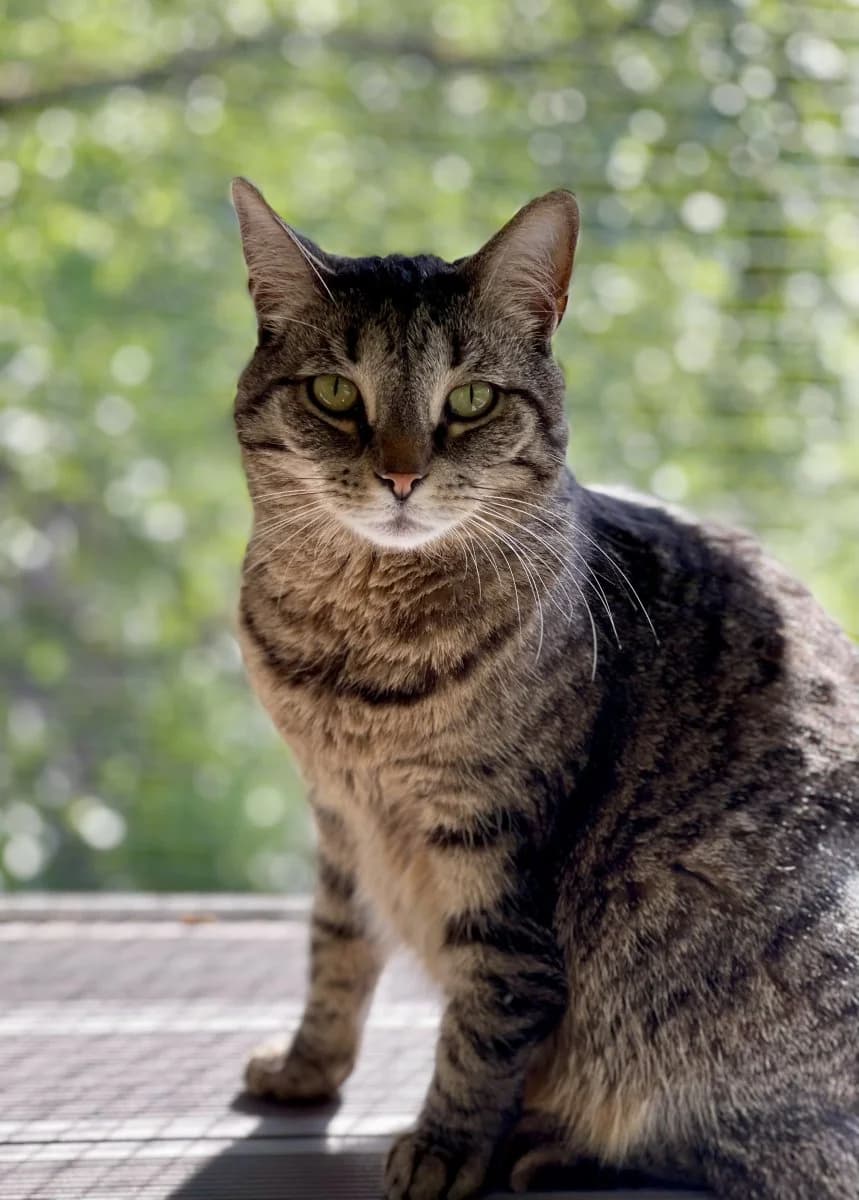 Bounty sucht ein liebevolles Zuhause, female 4yo European Shorthair for adoption at Tierheim Oldenburg, Oldenburg