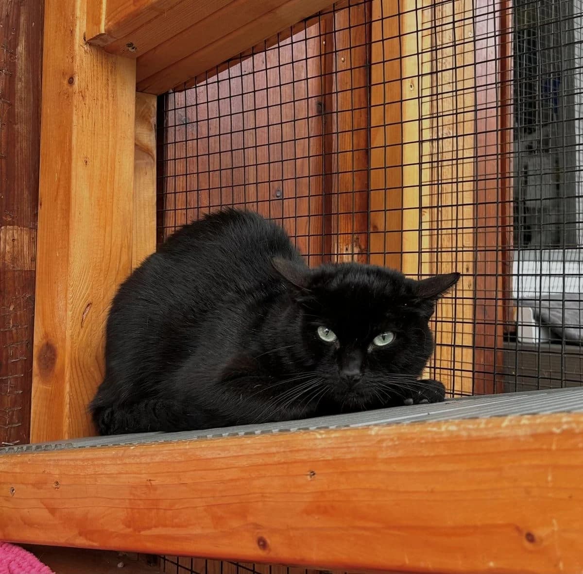 Bruno sucht ein ruhiges Zuhause, male puppy European Shorthair for adoption at Tierheim Oldenburg, Oldenburg