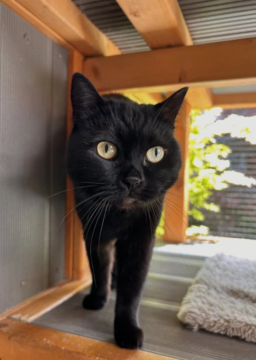 Ciri sucht ihr neues Königreich, female 5yo British Shorthair for adoption at Tierheim Oldenburg, Oldenburg