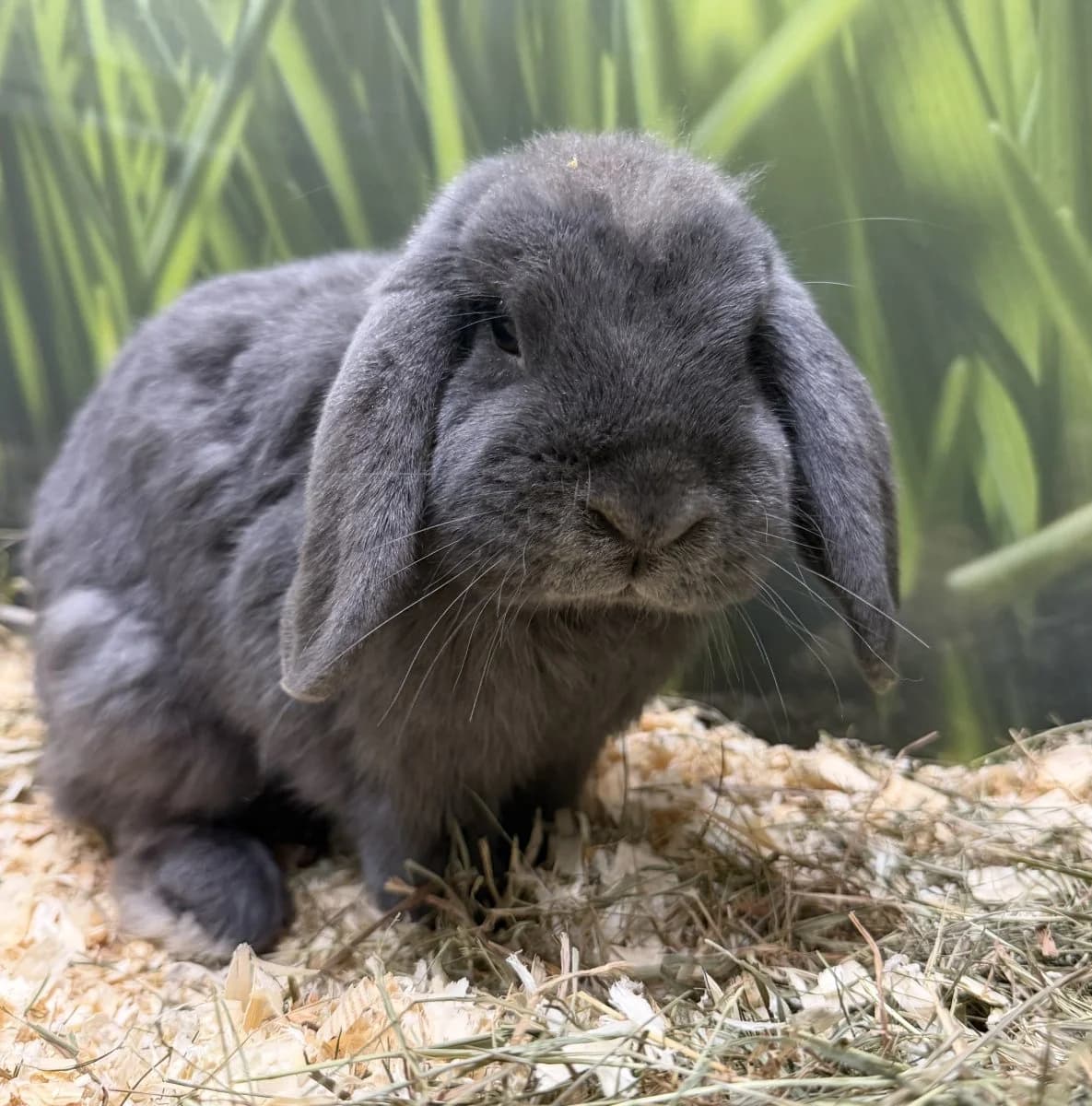 Clyde - das hoppelnde Selbstbewusstsein, male 4yo mixed breed for adoption at Tierheim Oldenburg, Oldenburg