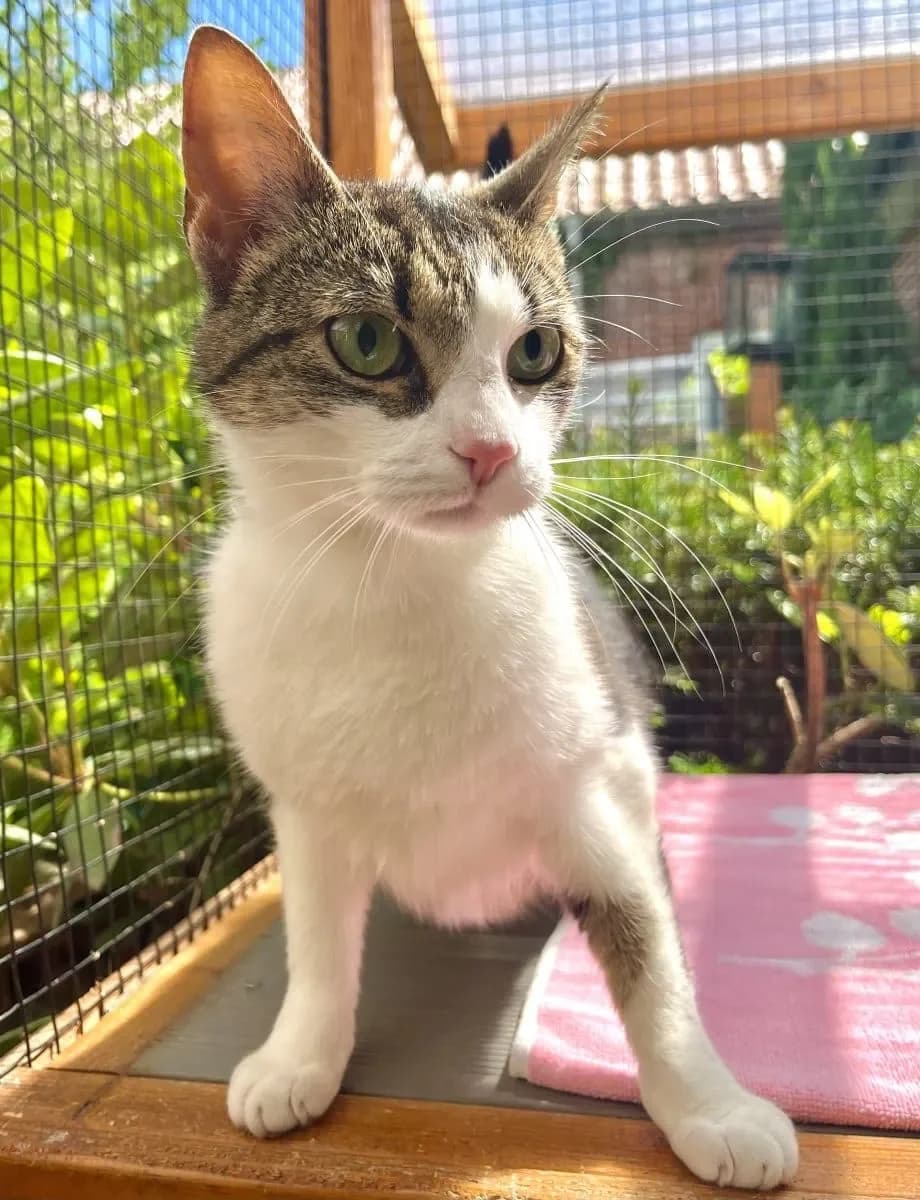 Wer kennt mich, female 5yo European Shorthair for adoption at Tierheim Oldenburg, Oldenburg