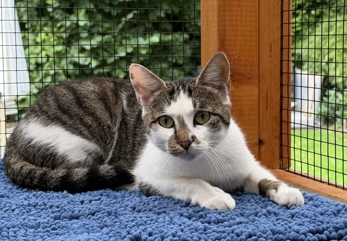 Didda die Katzenfreundin, female puppy European Shorthair for adoption at Tierheim Oldenburg, Oldenburg