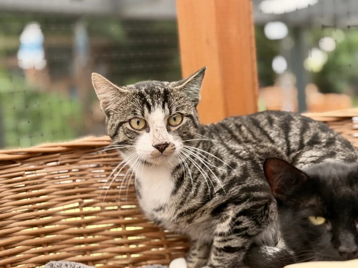Ernst sucht tolles Zuhause, male puppy European Shorthair for adoption at Tierheim Oldenburg, Oldenburg