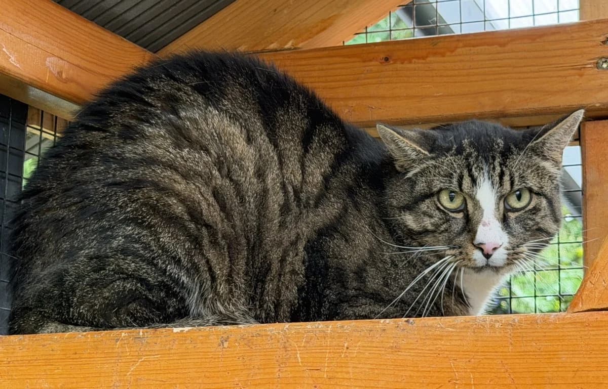 Emso sucht ein neues Zuhause, male senior European Shorthair for adoption at Tierheim Oldenburg, Oldenburg