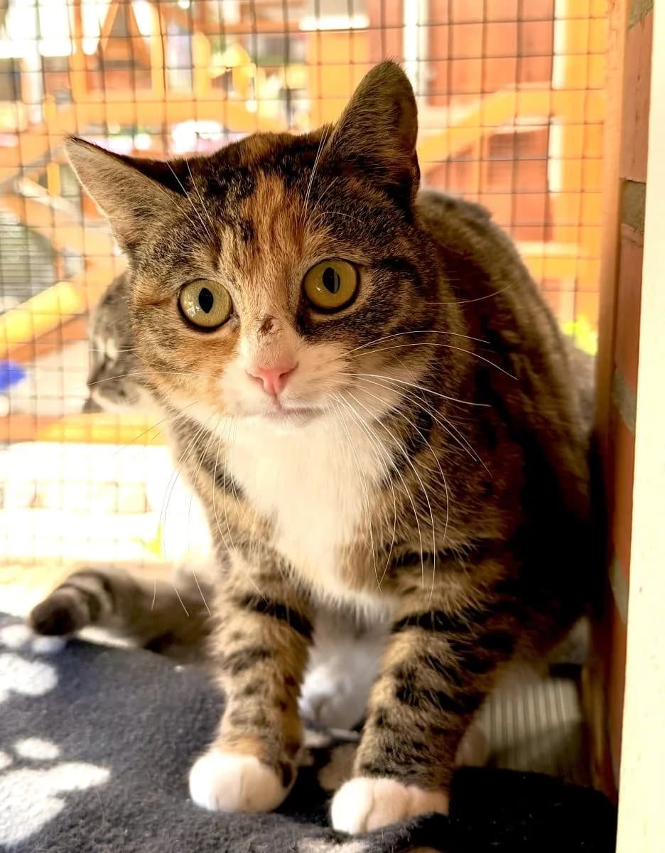 Fea sucht Menschen mit Geduld, female puppy European Shorthair for adoption at Tierheim Oldenburg, Oldenburg