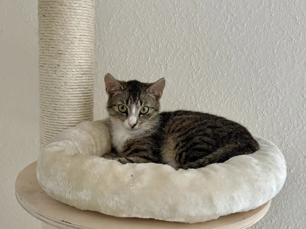 Fibi möchte einen passenden Spielkameraden, male European Shorthair for adoption at Tierheim Oldenburg, Oldenburg