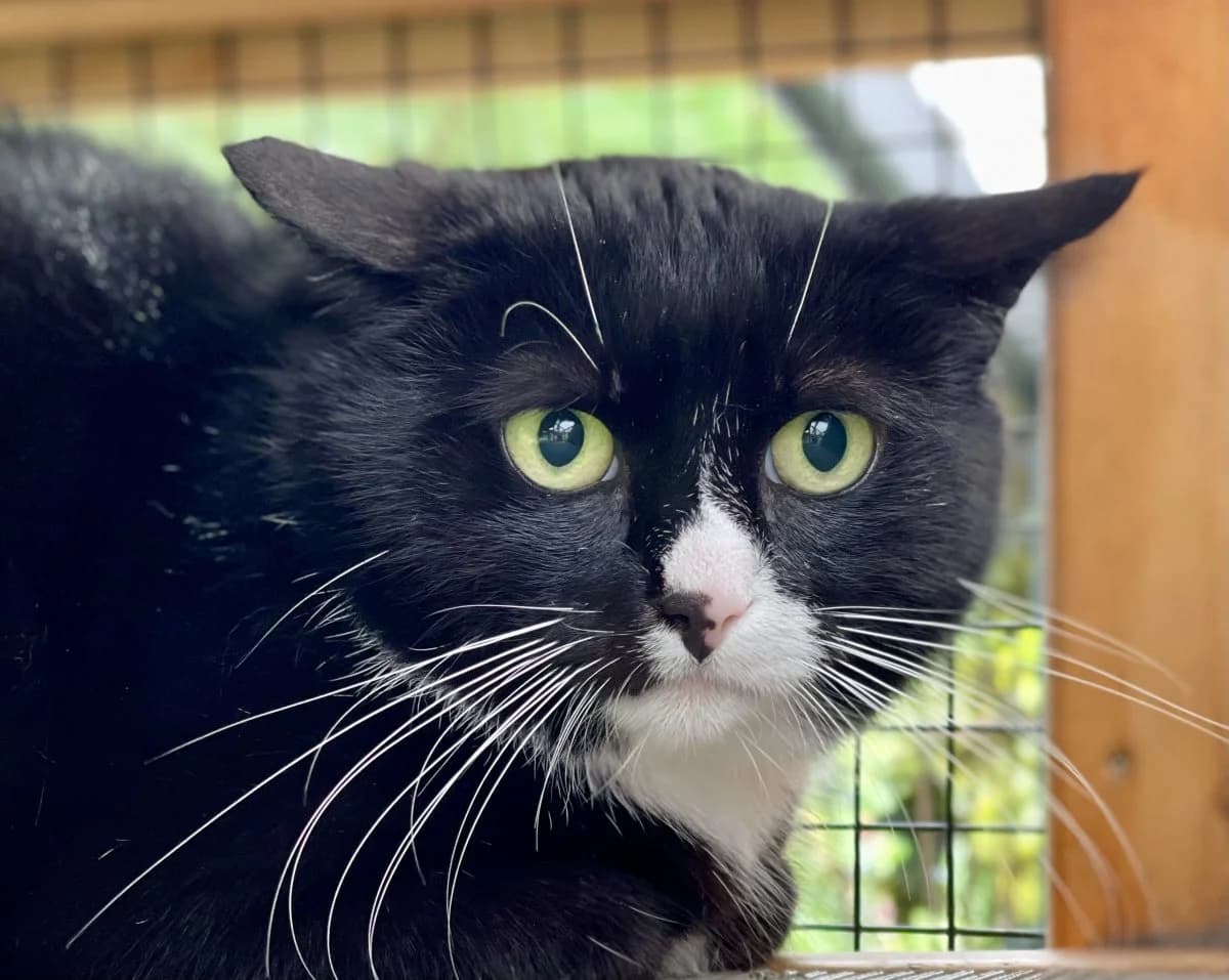 Fluse (und Fussel) möchten ausziehen, female senior European Shorthair for adoption at Tierheim Oldenburg, Oldenburg