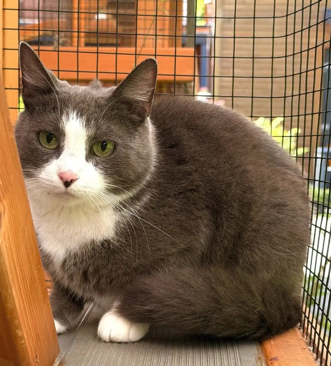 Fussel und Fluse suchen ein neues Zuhause, female 6yo European Shorthair for adoption at Tierheim Oldenburg, Oldenburg