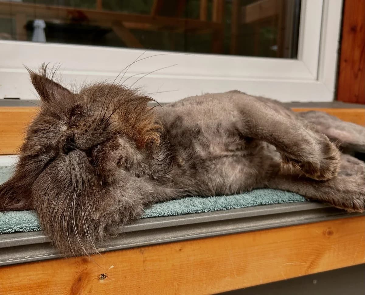 Goliath sucht seine Menschen, male 6yo Maine Coon for adoption at Tierheim Oldenburg, Oldenburg